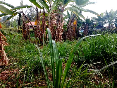 40 X 90 Plot Kirigu-Ini Ndumberi - Image 6