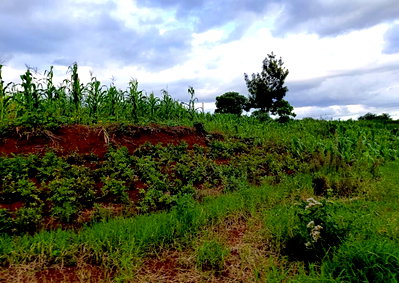 Half Acre Garden Plot in Kitisuru