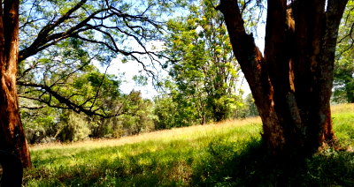 100-Acre Karen Land Deal