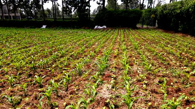 Prime 1 Acre Rhino Road, Karen - Image 13