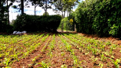 Prime 1 Acre Rhino Road, Karen - Image 11