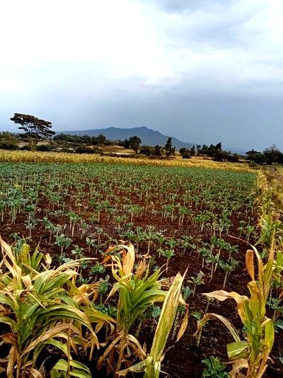 1/2 Acre Land on Sale at Ihindu Naivasha - Image 2