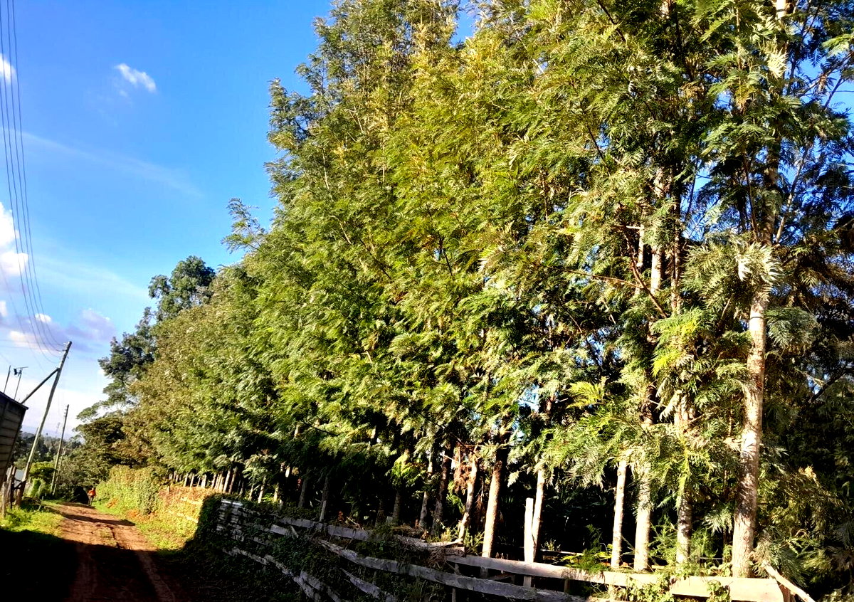 Hidden Roof 4BR Townhouse on 1/8 Acre - Matasia, Ngong