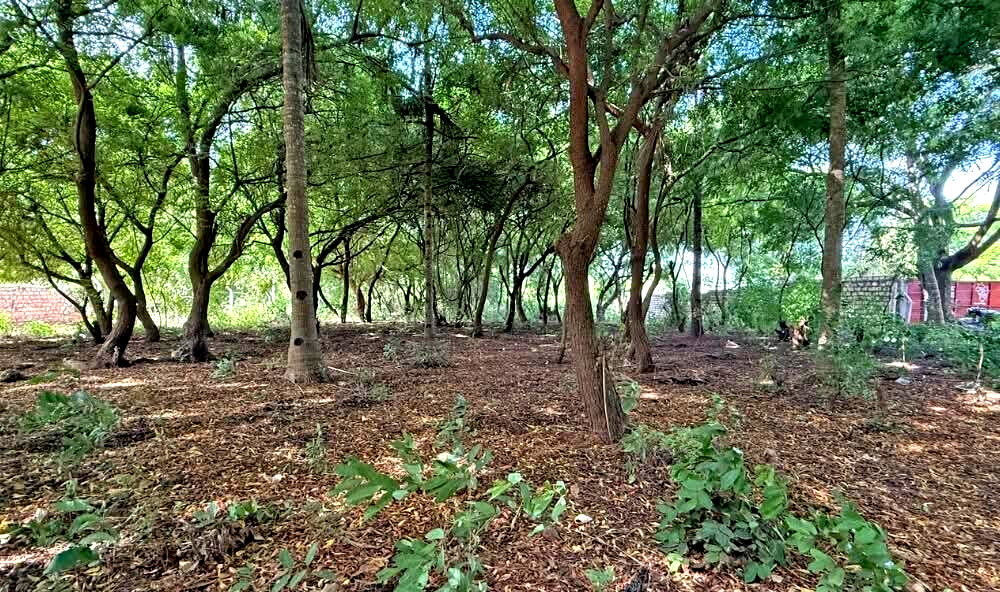 Half Acre in Watamu for KSh 12.8M