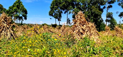 7 Acres With Homestead for Sale Mlango Kapseret Eldoret - Image 1