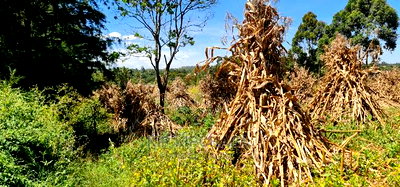 7 Acres With Homestead for Sale Mlango Kapseret Eldoret - Image 3