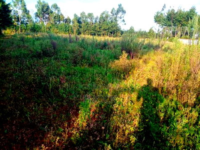 2 Acres Land for Sale in Ngeria Eldoret - Image 3