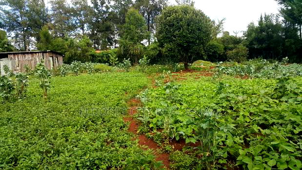 1/2 Acre Elgonview Touching Feeder Tarmac With Title
