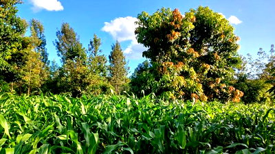 2 Acres for Sale in Sabasaba, Maragua. - Image 1