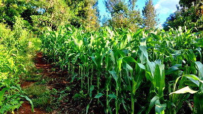 2 Acres for Sale in Sabasaba, Maragua. - Image 3