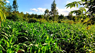 2 Acres for Sale in Sabasaba, Maragua. - Image 6