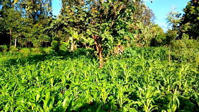 2 Acres for Sale in Sabasaba, Maragua. - Image 7