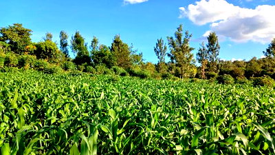 2 Acres for Sale in Sabasaba, Maragua. - Image 4