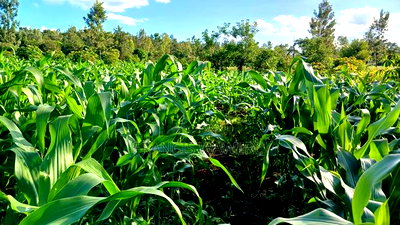 2 Acres for Sale in Sabasaba, Maragua. - Image 5