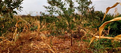 Embu County, Kiambere 6 Acres Agricultural Farm - Image 10