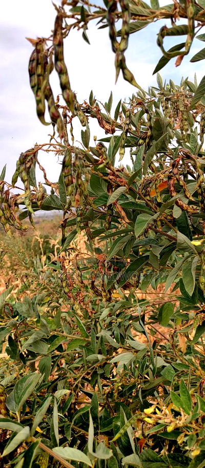 Embu County, Kiambere 6 Acres Agricultural Farm - Image 3