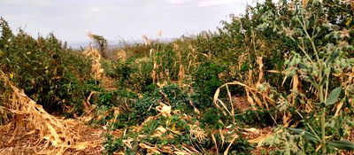 Embu County, Kiambere 6 Acres Agricultural Farm - Image 14