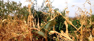 Embu County, Kiambere 6 Acres Agricultural Farm - Image 4