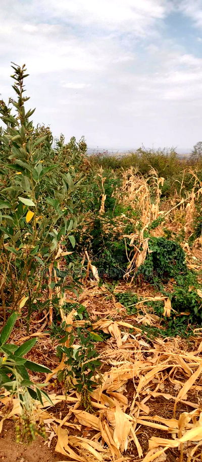 Embu County, Kiambere 6 Acres Agricultural Farm - Image 2