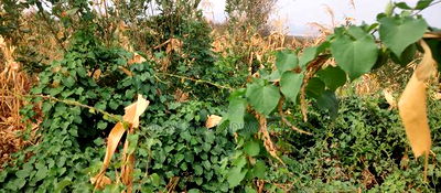 Embu County, Kiambere 6 Acres Agricultural Farm - Image 13