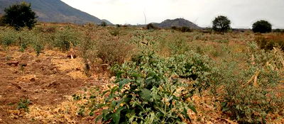 Embu County, Kiambere 6 Acres Agricultural Farm - Image 17