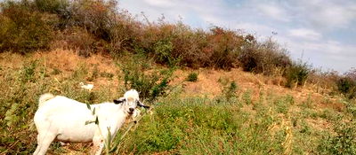 Embu County, Kiambere 6 Acres Agricultural Farm - Image 16