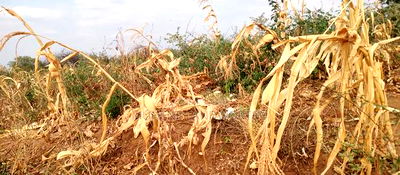 Embu County, Kiambere 6 Acres Agricultural Farm - Image 11