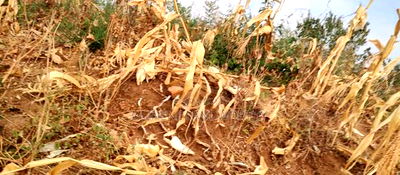 Embu County, Kiambere 6 Acres Agricultural Farm - Image 12