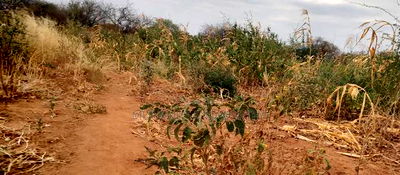 Embu County, Kiambere 6 Acres Agricultural Farm - Image 9