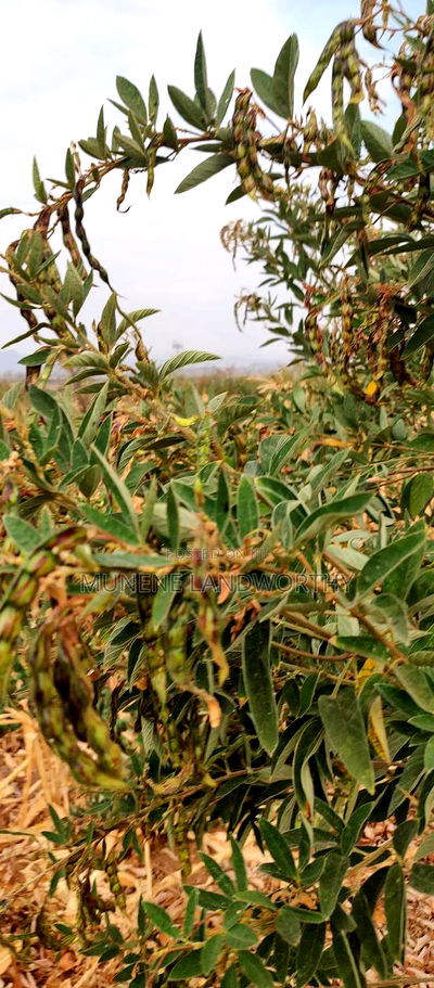 Embu County, Kiambere 6 Acres Agricultural Farm - Image 1