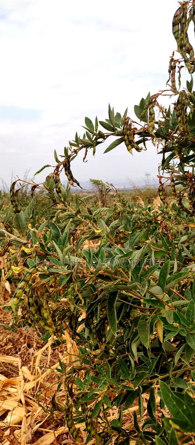 Embu County, Kiambere 6 Acres Agricultural Farm - Image 15