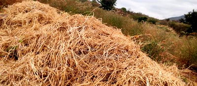 Embu County, Kiambere 6 Acres Agricultural Farm - Image 18