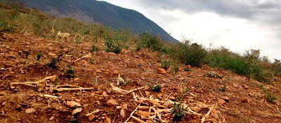 Embu County, Kiambere 6 Acres Agricultural Farm - Image 6