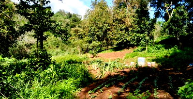 Quarter Acre Garden Plot