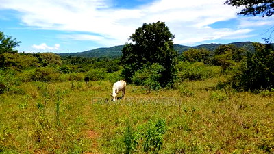 2.5 Acres on Quick Sale in Murang'a at 5m(Whole) - Image 7