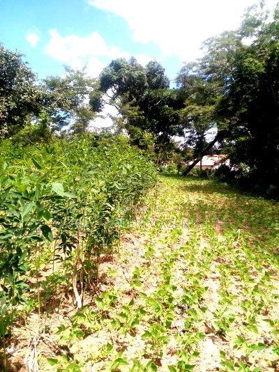 Specially Priced Plots, Mulutu,Kitui - Image 2