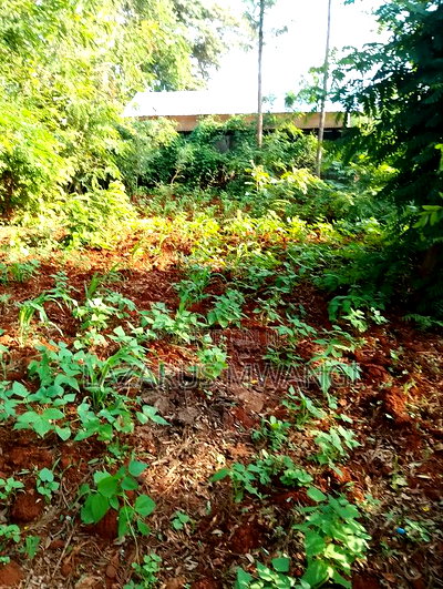 50 by 100 Plot for Sale Kiarukungu Mwea - Image 7
