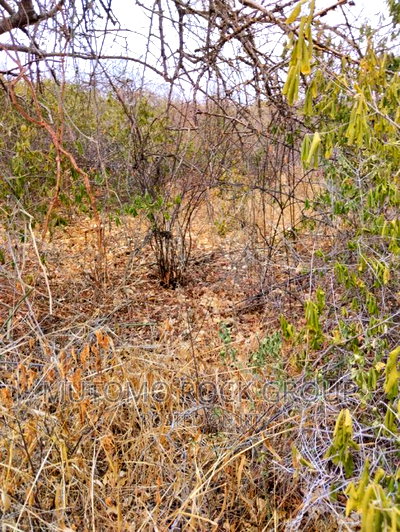 100acres for Sale With Title - Image 2