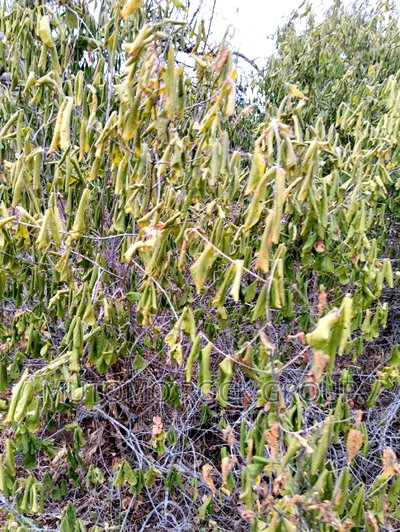 100acres for Sale With Title - Image 3