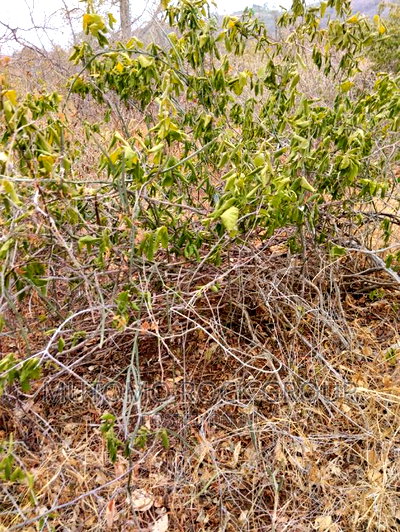 100acres for Sale With Title - Image 1