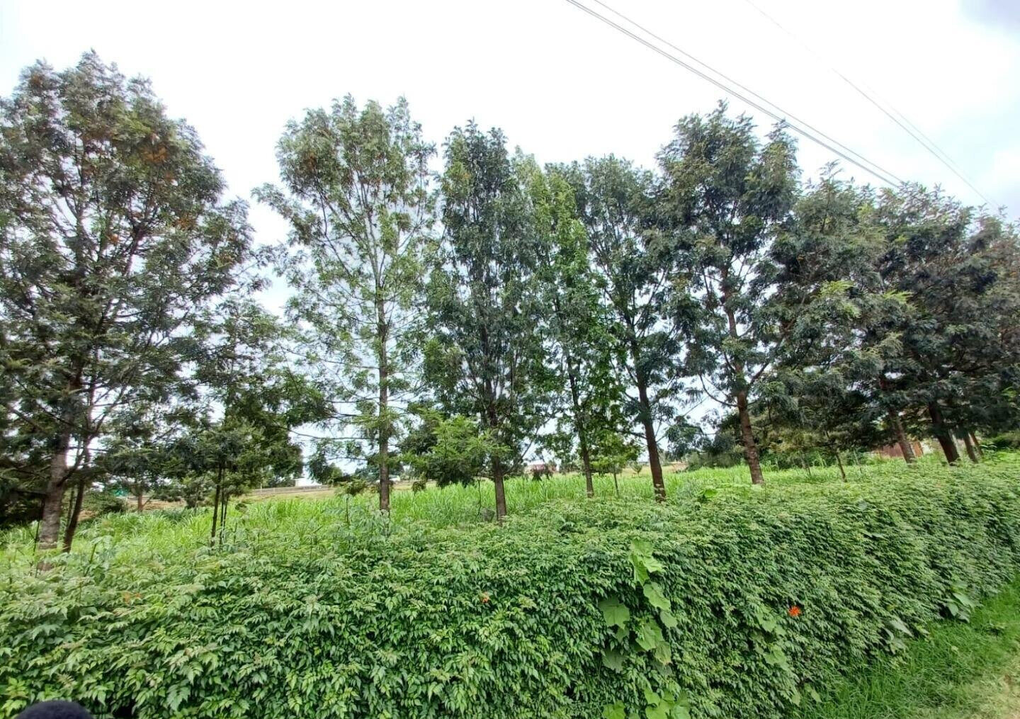 1 Acre Farm for Rent at KSh 150K