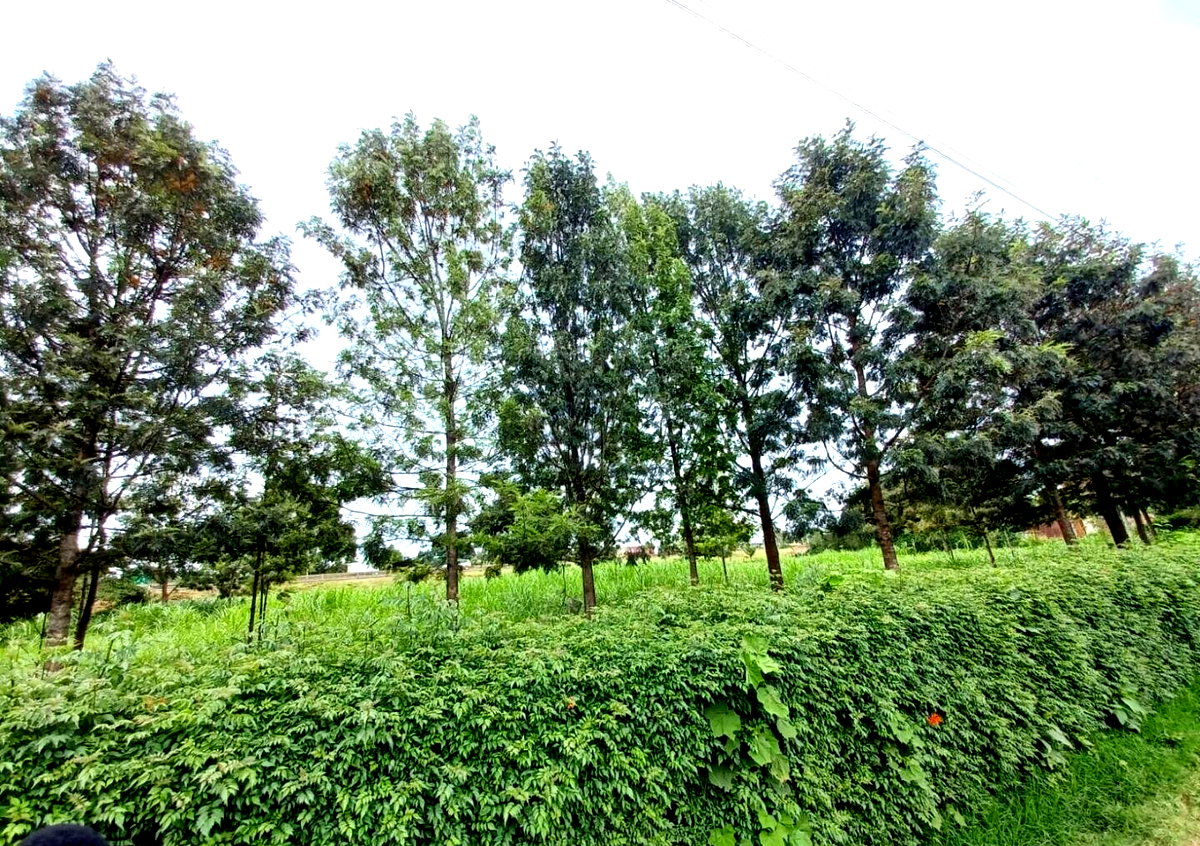 1 Acre Farm for Rent at KSh 150K