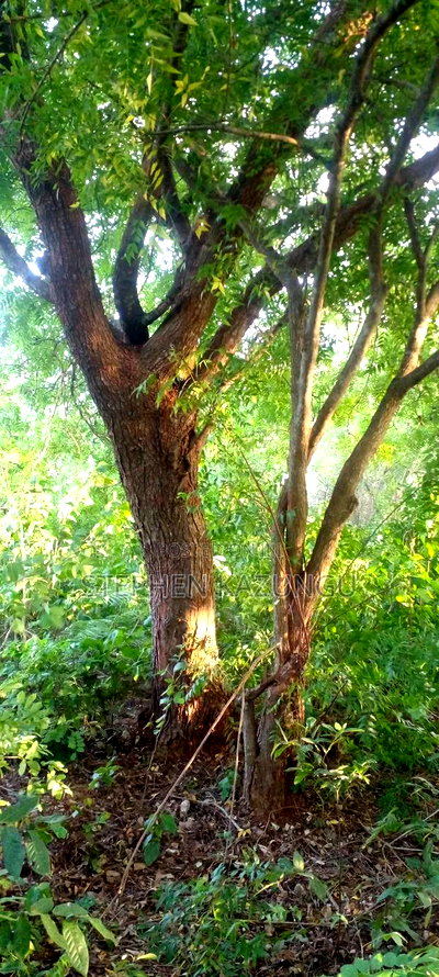 Diani Beach 1 Acre Plot on 3rd Row for Sale Behind Manyatta. - Image 2