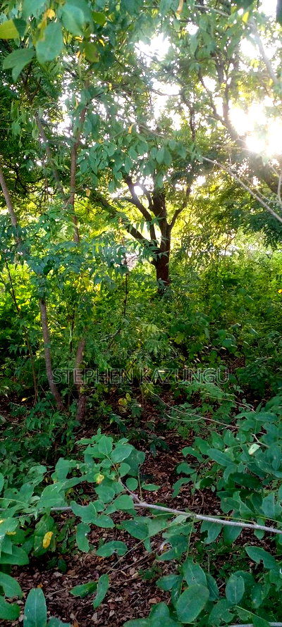 Diani Beach 1 Acre Plot on 3rd Row for Sale Behind Manyatta. - Image 7