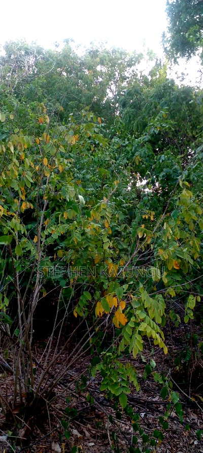 Diani Beach 1 Acre Plot on 3rd Row for Sale Behind Manyatta. - Image 6