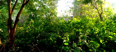 Diani Beach 1 Acre Plot on 3rd Row for Sale Behind Manyatta. - Image 11