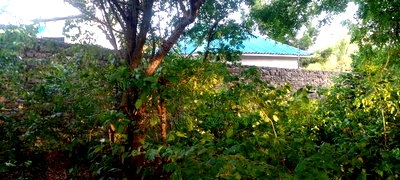 Diani Beach 1 Acre Plot on 3rd Row for Sale Behind Manyatta. - Image 3