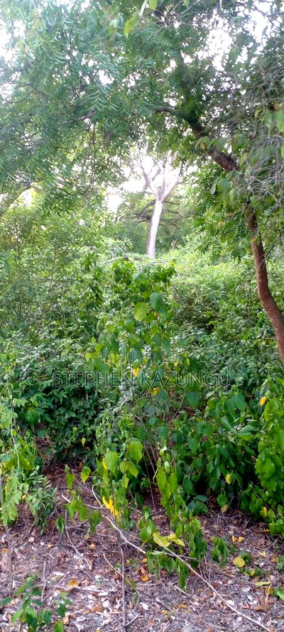 Diani Beach 1 Acre Plot on 3rd Row for Sale Behind Manyatta. - Image 5
