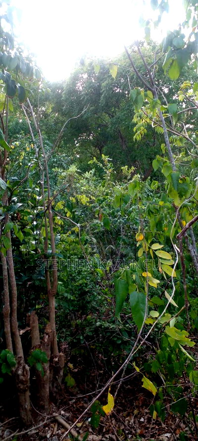 Diani Beach 1 Acre Plot on 3rd Row for Sale Behind Manyatta. - Image 12