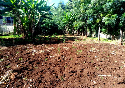 KSh 29M Quarter Acre Plot